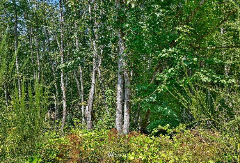 0 190th, Dupont, Washington 98327, ,Land,For Sale,190th,NWM1830153