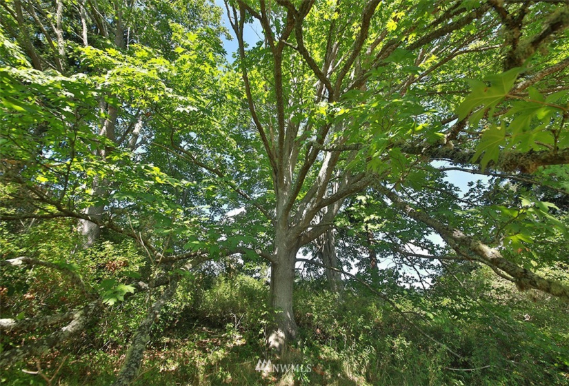 0 Double Bluff, Freeland, Washington 98249, ,Land,For Sale,Double Bluff,NWM1830611