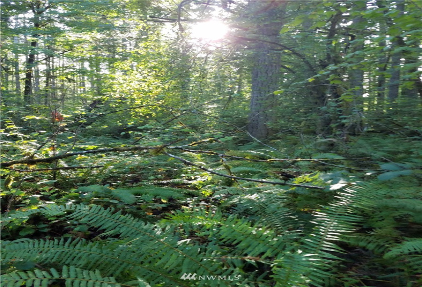 1 Ac Arizona, Shelton, Washington 98584, ,Land,For Sale,Ac Arizona,NWM1830870