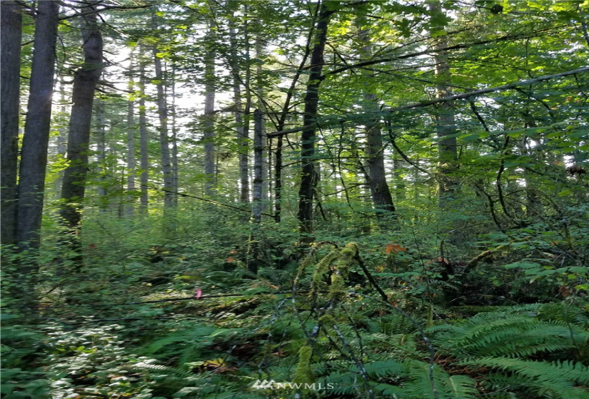 1 Ac Arizona, Shelton, Washington 98584, ,Land,For Sale,Ac Arizona,NWM1830870
