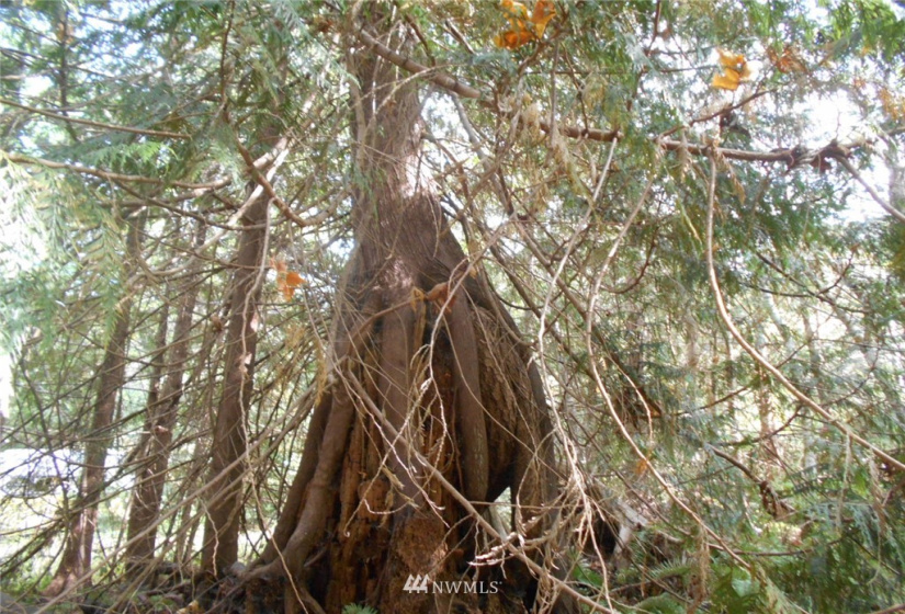 0 Dogwood, Brinnon, Washington 98320, ,Land,For Sale,Pleasant tides,Dogwood,NWM1831013