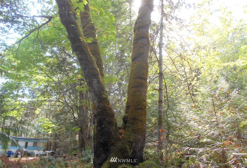 0 Dogwood, Brinnon, Washington 98320, ,Land,For Sale,Pleasant tides,Dogwood,NWM1831013