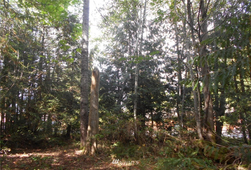0 Dogwood, Brinnon, Washington 98320, ,Land,For Sale,Pleasant tides,Dogwood,NWM1831013