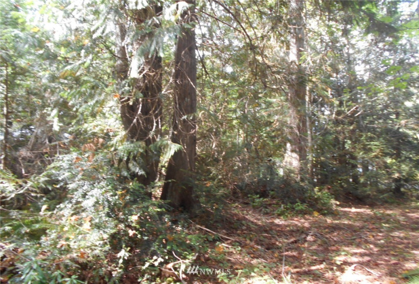 0 Dogwood, Brinnon, Washington 98320, ,Land,For Sale,Pleasant tides,Dogwood,NWM1831013