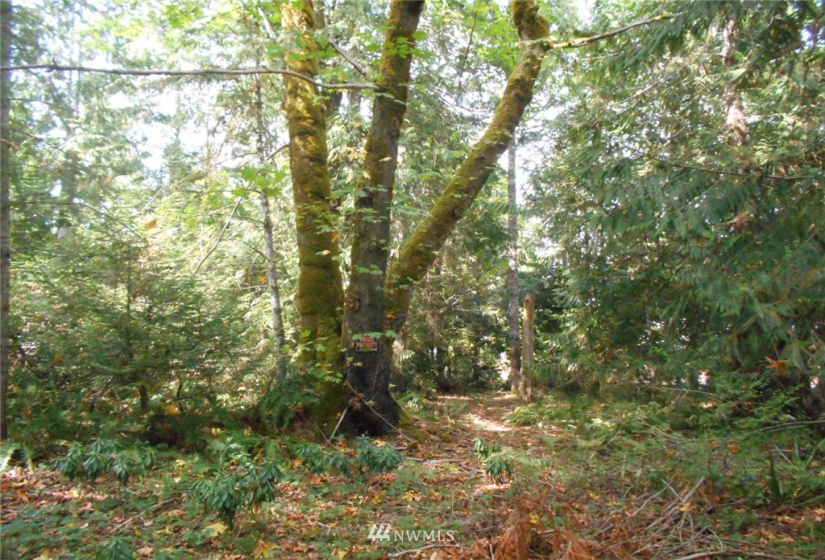 0 Dogwood, Brinnon, Washington 98320, ,Land,For Sale,Pleasant tides,Dogwood,NWM1831013