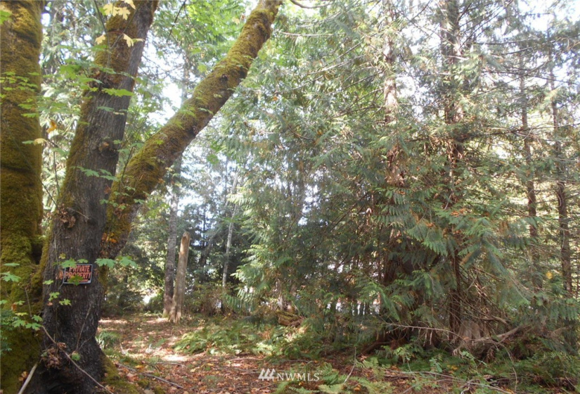 0 Dogwood, Brinnon, Washington 98320, ,Land,For Sale,Pleasant tides,Dogwood,NWM1831013