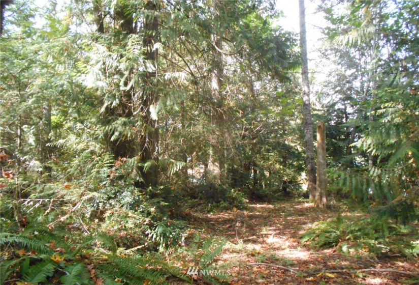 0 Dogwood, Brinnon, Washington 98320, ,Land,For Sale,Pleasant tides,Dogwood,NWM1831013