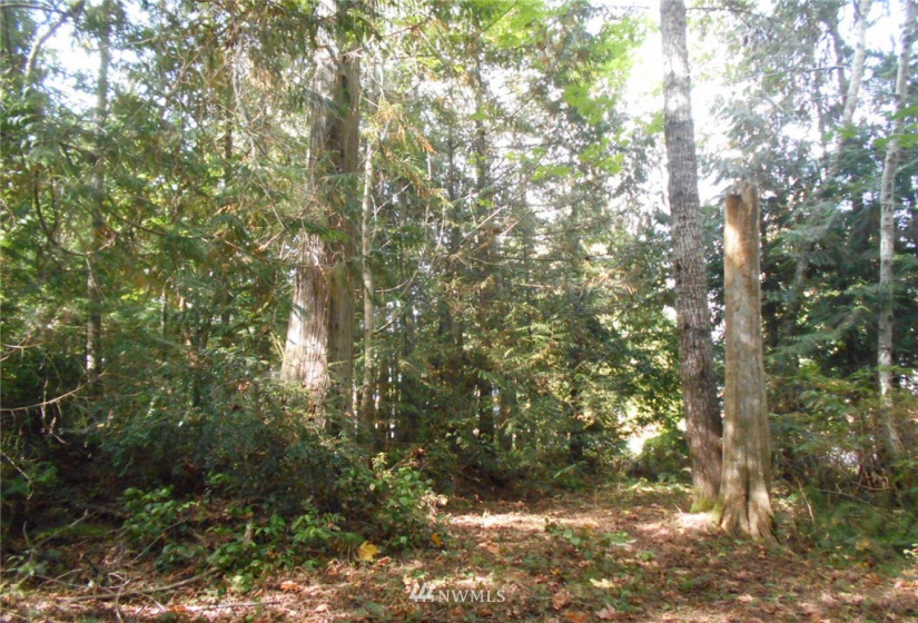 0 Dogwood, Brinnon, Washington 98320, ,Land,For Sale,Pleasant tides,Dogwood,NWM1831013