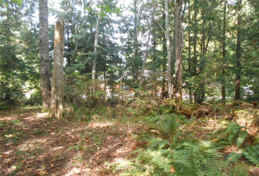 0 Dogwood, Brinnon, Washington 98320, ,Land,For Sale,Pleasant tides,Dogwood,NWM1831013