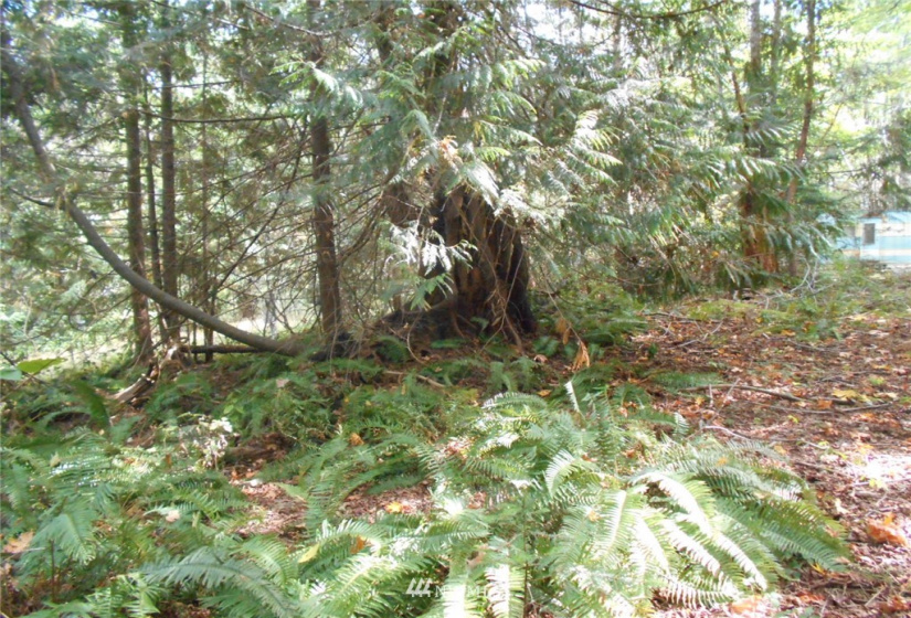 0 Dogwood, Brinnon, Washington 98320, ,Land,For Sale,Pleasant tides,Dogwood,NWM1831013