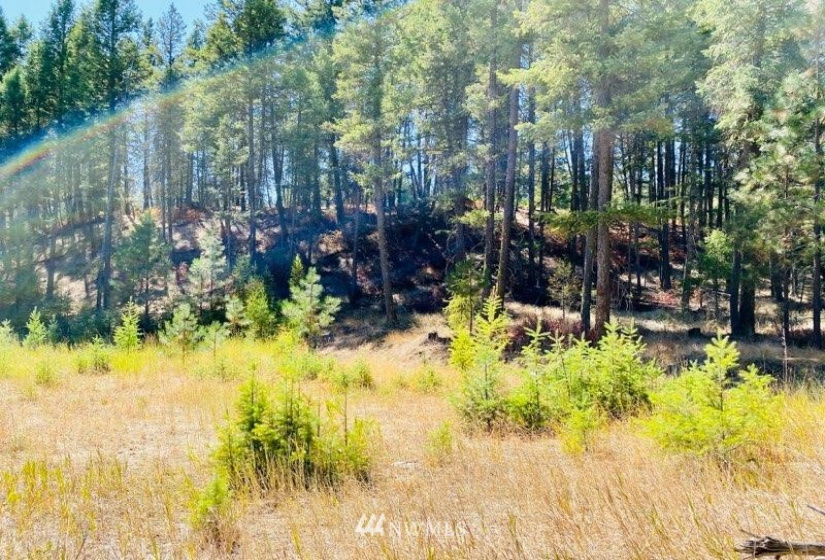 422 W Curlew Lake Rd, Republic, Washington 99166, ,Land,For Sale,W Curlew Lake Rd,NWM1831055
