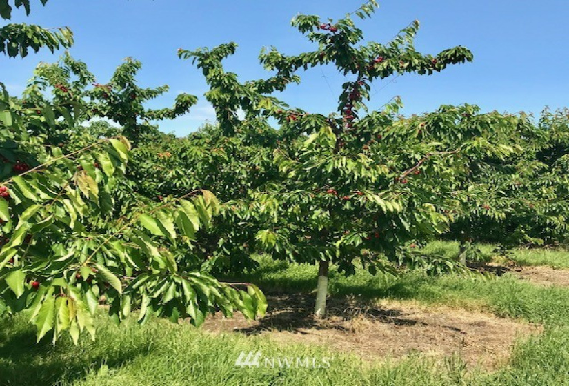 511 Van Well, East Wenatchee, Washington 98802, ,Residential,For Sale,Van Well,NWM1816465