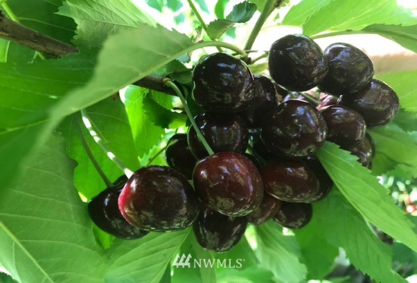 511 Van Well, East Wenatchee, Washington 98802, ,Residential,For Sale,Van Well,NWM1816465