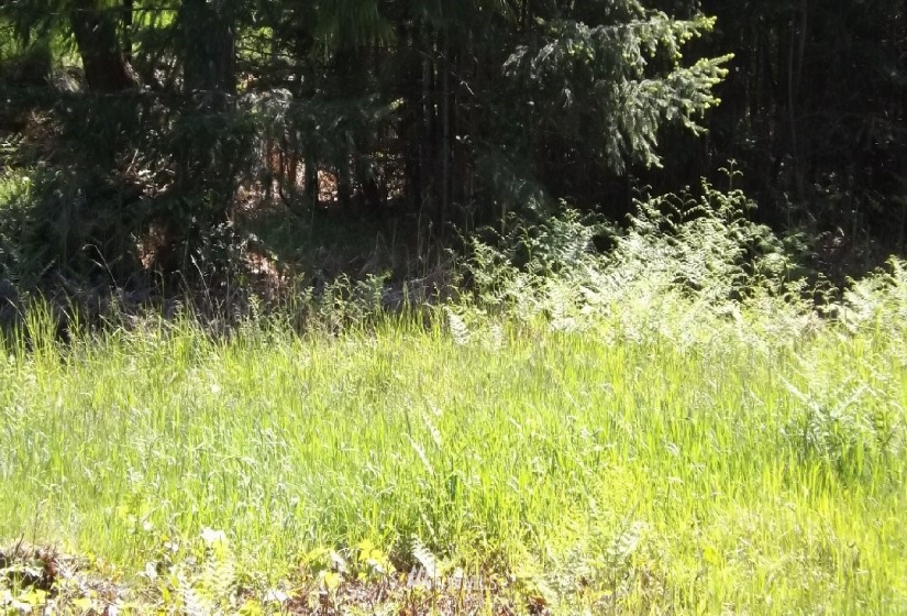 9999 14th btw N and O St, Port Angeles, Washington 98363, ,Land,For Sale,14th btw N and O St,NWM1832177