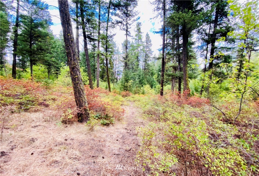 219 Wolfe Camp, Republic, Washington 99166, ,Land,For Sale,Wolfe Camp,NWM1832961