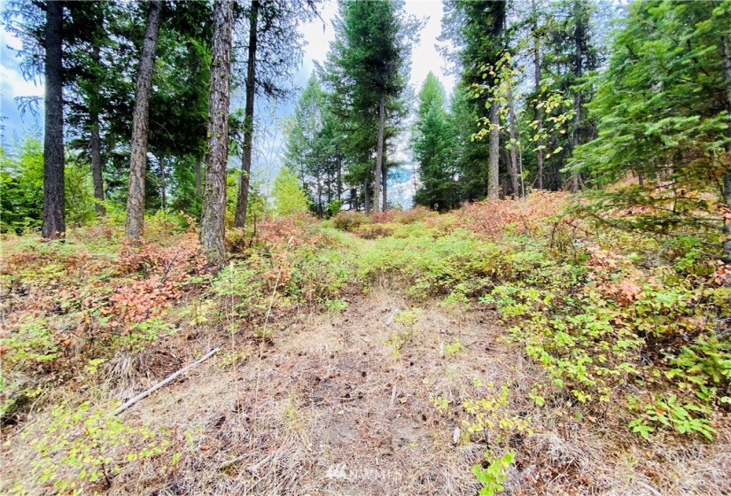 219 Wolfe Camp, Republic, Washington 99166, ,Land,For Sale,Wolfe Camp,NWM1832961