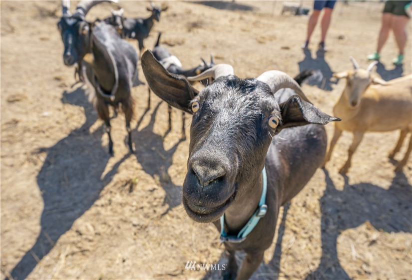 105 Rocky, Orondo, Washington 98843, 1 Bedroom Bedrooms, ,1 BathroomBathrooms,Residential,For Sale,CHELAN HILLS ACREAGE TRACTS,Rocky,NWM1833027