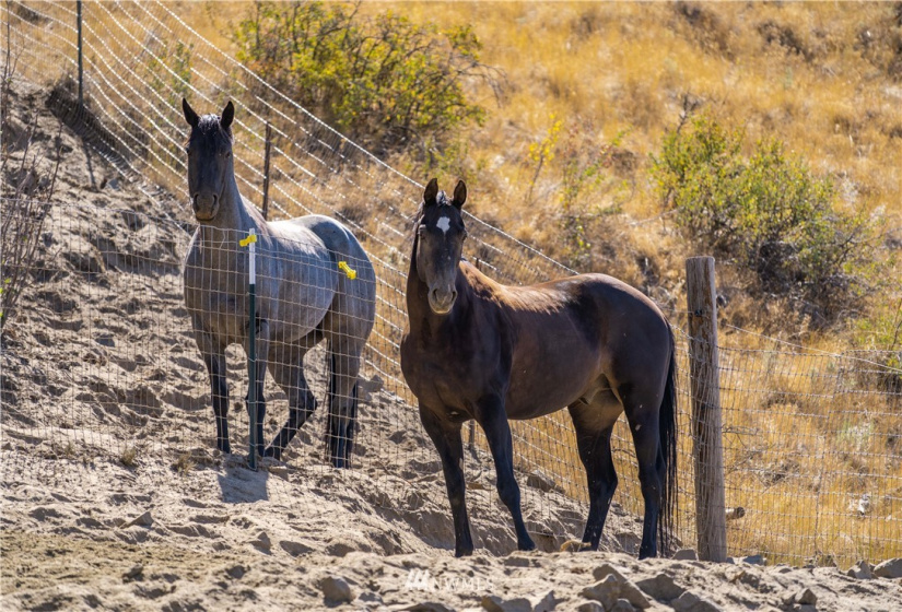 105 Rocky, Orondo, Washington 98843, 1 Bedroom Bedrooms, ,1 BathroomBathrooms,Residential,For Sale,CHELAN HILLS ACREAGE TRACTS,Rocky,NWM1833027