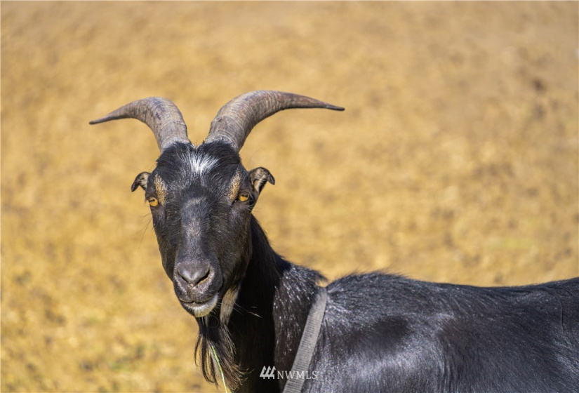 105 Rocky, Orondo, Washington 98843, 1 Bedroom Bedrooms, ,1 BathroomBathrooms,Residential,For Sale,CHELAN HILLS ACREAGE TRACTS,Rocky,NWM1833027