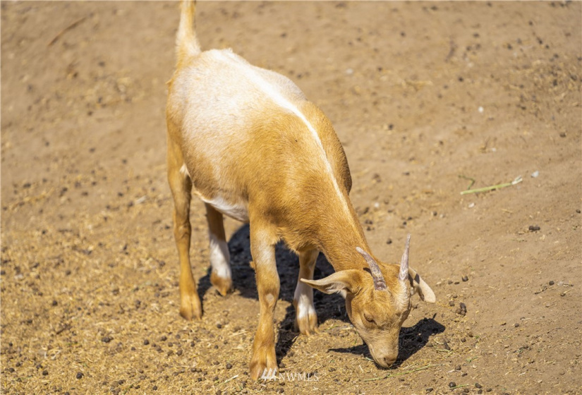 105 Rocky, Orondo, Washington 98843, 1 Bedroom Bedrooms, ,1 BathroomBathrooms,Residential,For Sale,CHELAN HILLS ACREAGE TRACTS,Rocky,NWM1833027