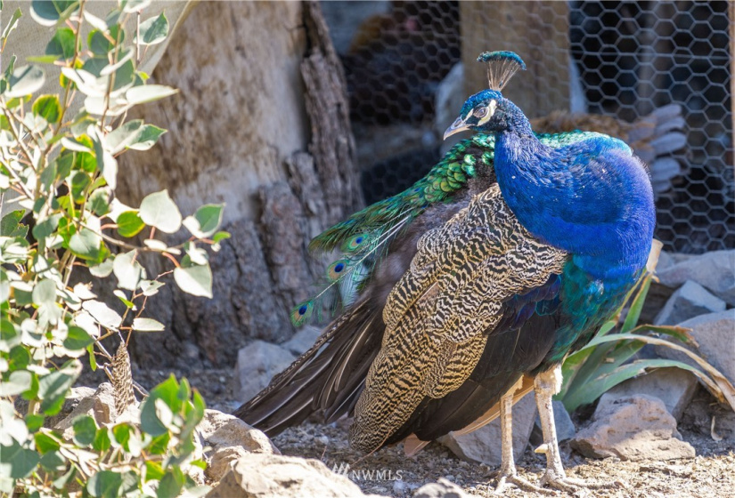 105 Rocky, Orondo, Washington 98843, 1 Bedroom Bedrooms, ,1 BathroomBathrooms,Residential,For Sale,CHELAN HILLS ACREAGE TRACTS,Rocky,NWM1833027