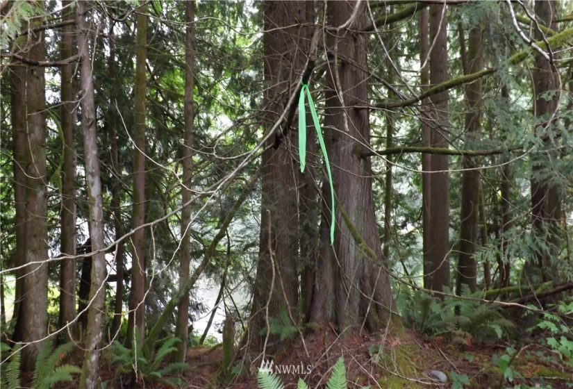 31811 Dotson, Sultan, Washington 98294, ,Residential,For Sale,Cedar Ponds,Dotson,NWM1833051