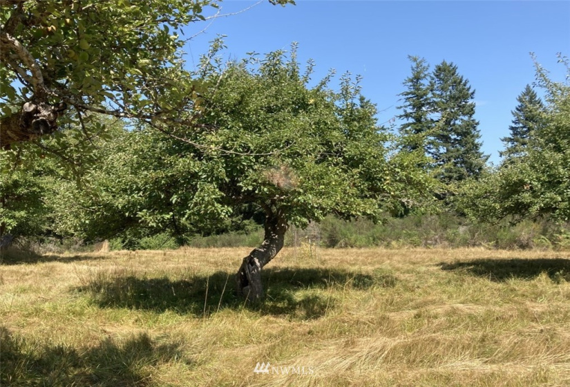 191 Borgeson, Quilcene, Washington 98376, ,Land,For Sale,Borgeson,NWM1832557