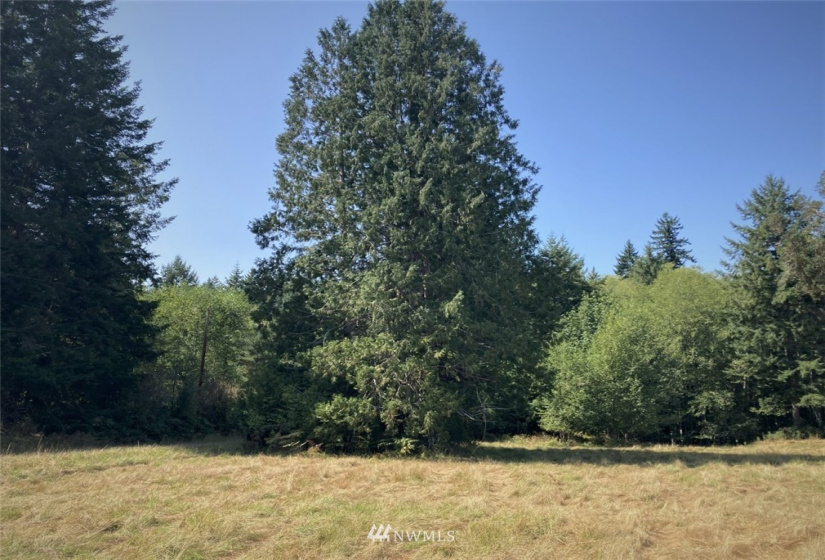 191 Borgeson, Quilcene, Washington 98376, ,Land,For Sale,Borgeson,NWM1832557