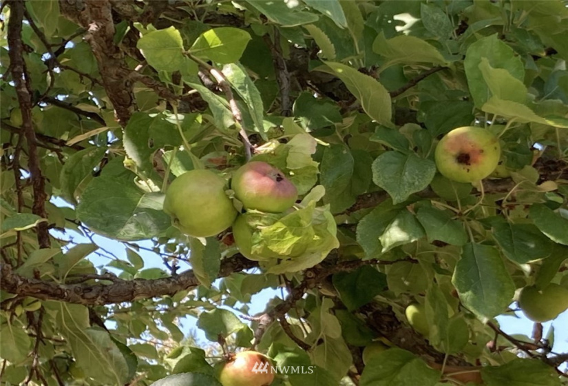 191 Borgeson, Quilcene, Washington 98376, ,Land,For Sale,Borgeson,NWM1832557