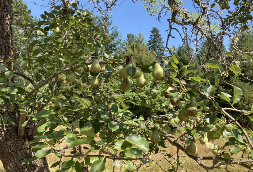 191 Borgeson, Quilcene, Washington 98376, ,Land,For Sale,Borgeson,NWM1832557