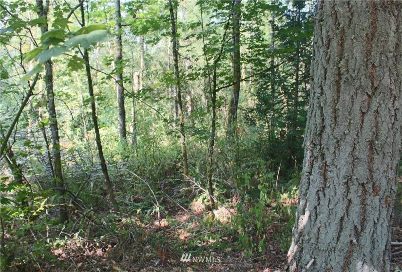 0 xxx 36th, Edgewood, Washington 98372, ,Land,For Sale,36th,NWM1831596