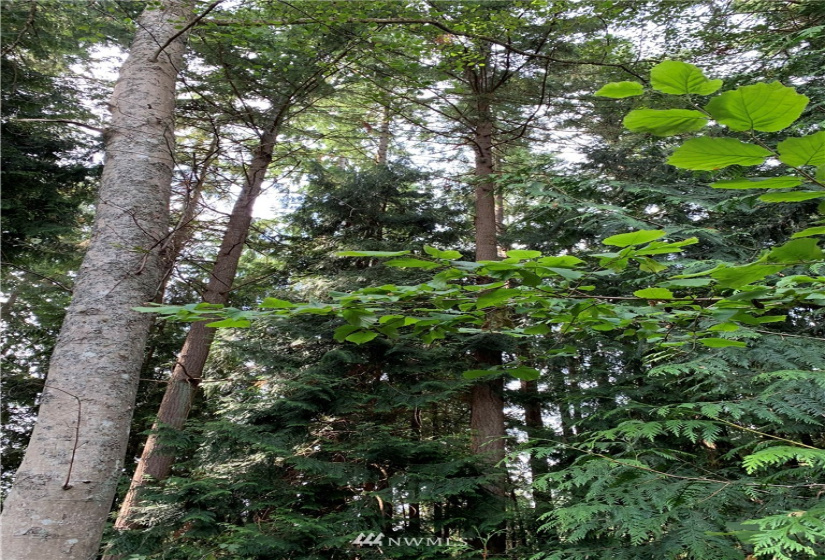 29 April, Langley, Washington 98260, ,Land,For Sale,April,NWM1830246