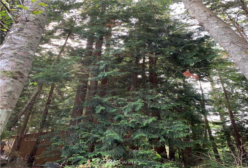 29 April, Langley, Washington 98260, ,Land,For Sale,April,NWM1830246