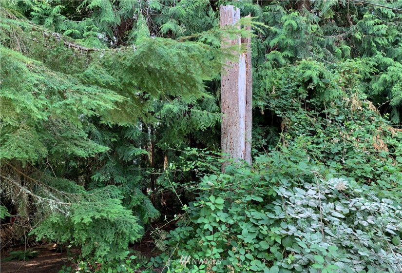 29 April, Langley, Washington 98260, ,Land,For Sale,April,NWM1830246