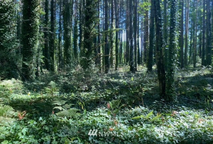 11000 XX State Hwy 305, Bainbridge Island, Washington 98110, ,Land,For Sale,State Hwy 305,NWM1833912