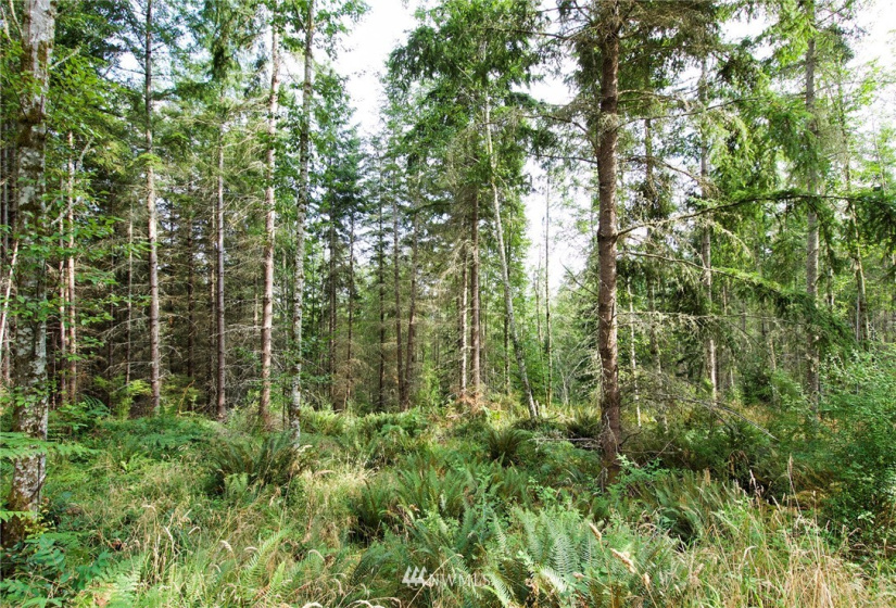 192 Eagle Bear, Port Townsend, Washington 98368, ,Land,For Sale,Eagle Bear,NWM1834513