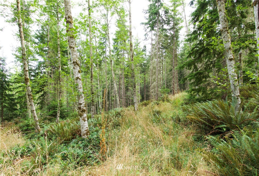 192 Eagle Bear, Port Townsend, Washington 98368, ,Land,For Sale,Eagle Bear,NWM1834513