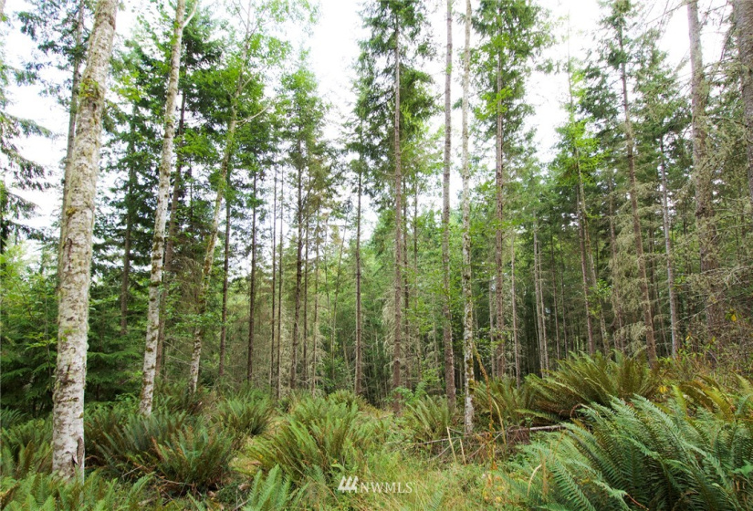 192 Eagle Bear, Port Townsend, Washington 98368, ,Land,For Sale,Eagle Bear,NWM1834513