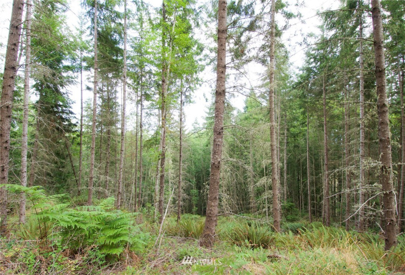 192 Eagle Bear, Port Townsend, Washington 98368, ,Land,For Sale,Eagle Bear,NWM1834513