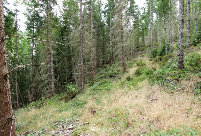 192 Eagle Bear, Port Townsend, Washington 98368, ,Land,For Sale,Eagle Bear,NWM1834513