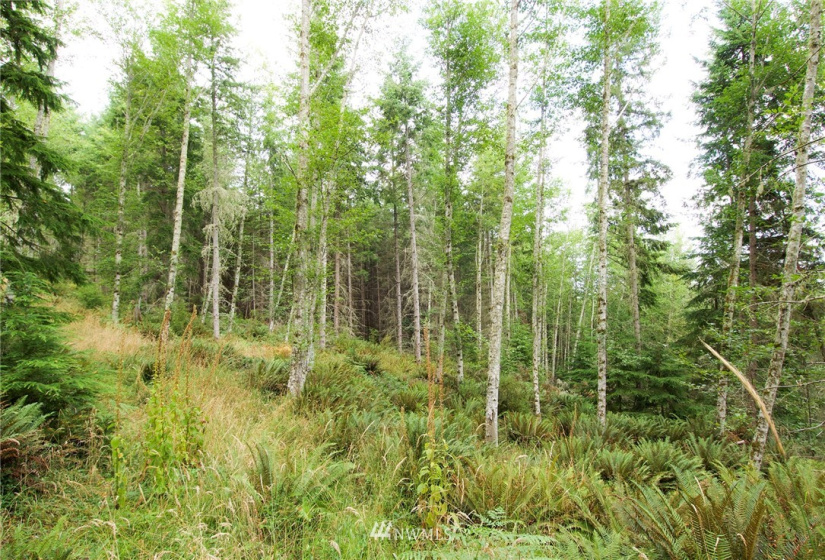 192 Eagle Bear, Port Townsend, Washington 98368, ,Land,For Sale,Eagle Bear,NWM1834513