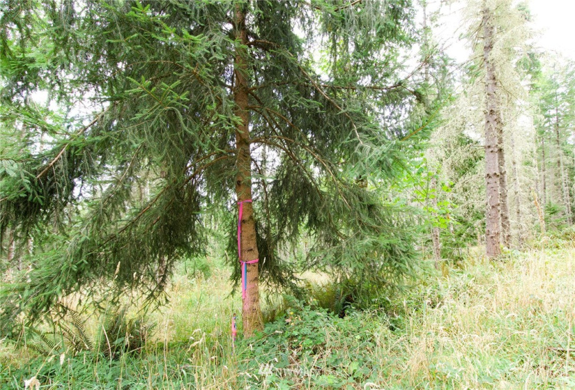 192 Eagle Bear, Port Townsend, Washington 98368, ,Land,For Sale,Eagle Bear,NWM1834513