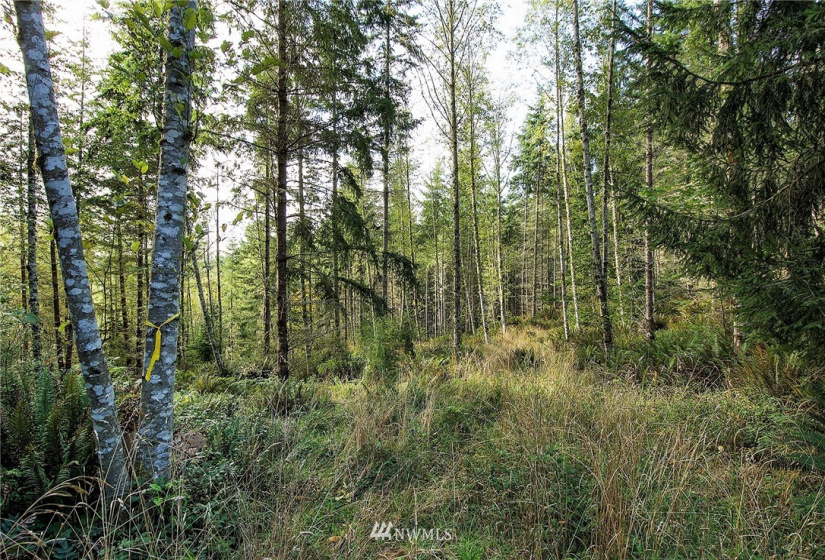 192 Eagle Bear, Port Townsend, Washington 98368, ,Land,For Sale,Eagle Bear,NWM1834513