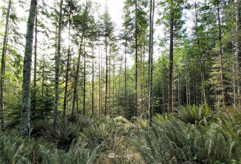 192 Eagle Bear, Port Townsend, Washington 98368, ,Land,For Sale,Eagle Bear,NWM1834513
