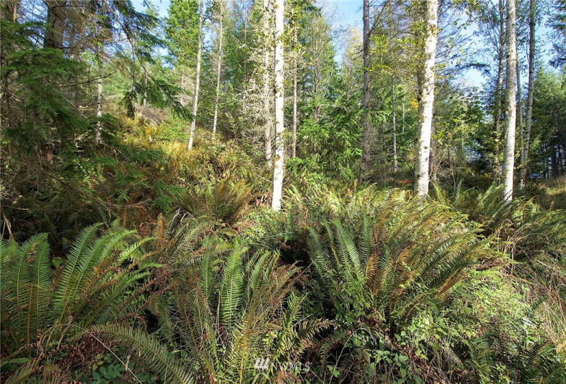192 Eagle Bear, Port Townsend, Washington 98368, ,Land,For Sale,Eagle Bear,NWM1834513