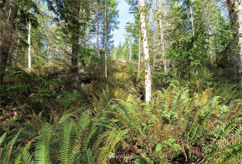 192 Eagle Bear, Port Townsend, Washington 98368, ,Land,For Sale,Eagle Bear,NWM1834513