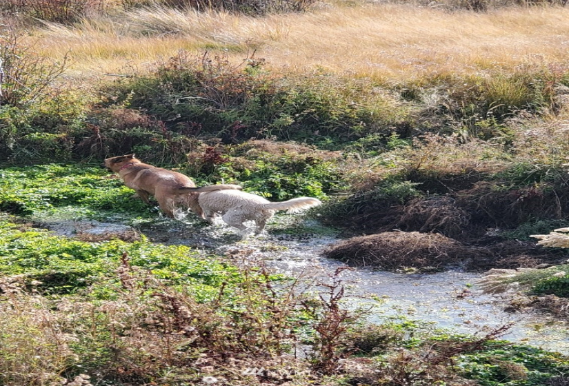 15735 Eagle Crest, Wilson Creek, Washington 98860, 2 Bedrooms Bedrooms, ,2 BathroomsBathrooms,Residential,For Sale,Eagle Crest,NWM1832241