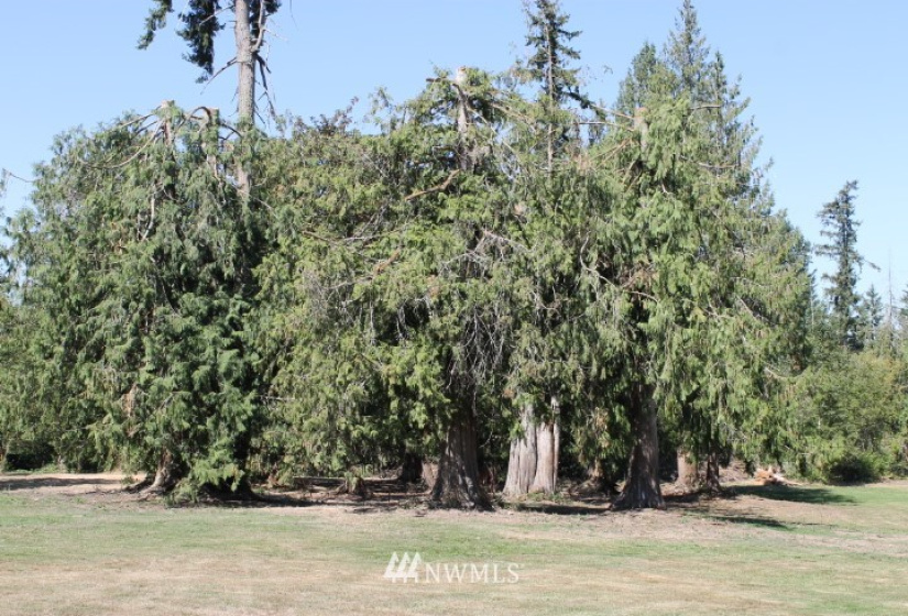 21918 128th, Graham, Washington 98338, ,Land,For Sale,128th,NWM1834310
