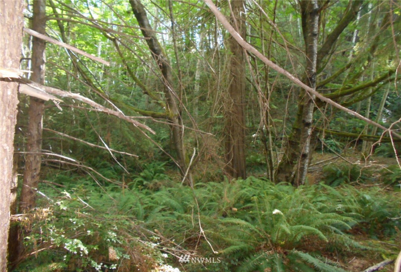 0 Cirque, Brinnon, Washington 98320, ,Land,For Sale,Seamount Estates, Division 4,Cirque,NWM1834582