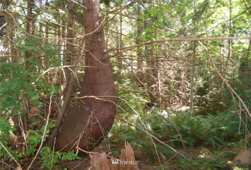 0 Cirque, Brinnon, Washington 98320, ,Land,For Sale,Seamount Estates, Division 4,Cirque,NWM1834582